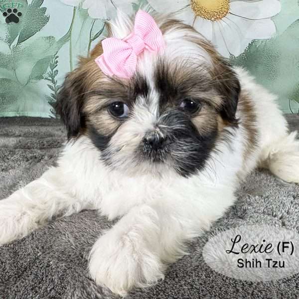 Lexie, Shih Tzu Puppy