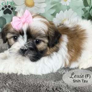 Lexie, Shih Tzu Puppy