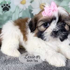 Lexie, Shih Tzu Puppy