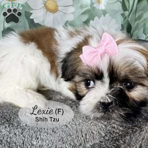 Lexie, Shih Tzu Puppy