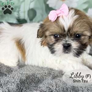 Libby, Shih Tzu Puppy