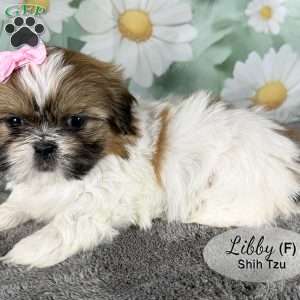 Libby, Shih Tzu Puppy