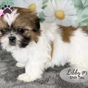 Libby, Shih Tzu Puppy