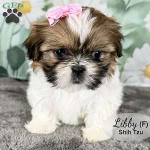 Libby, Shih Tzu Puppy