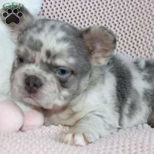 Timmy, French Bulldog Puppy