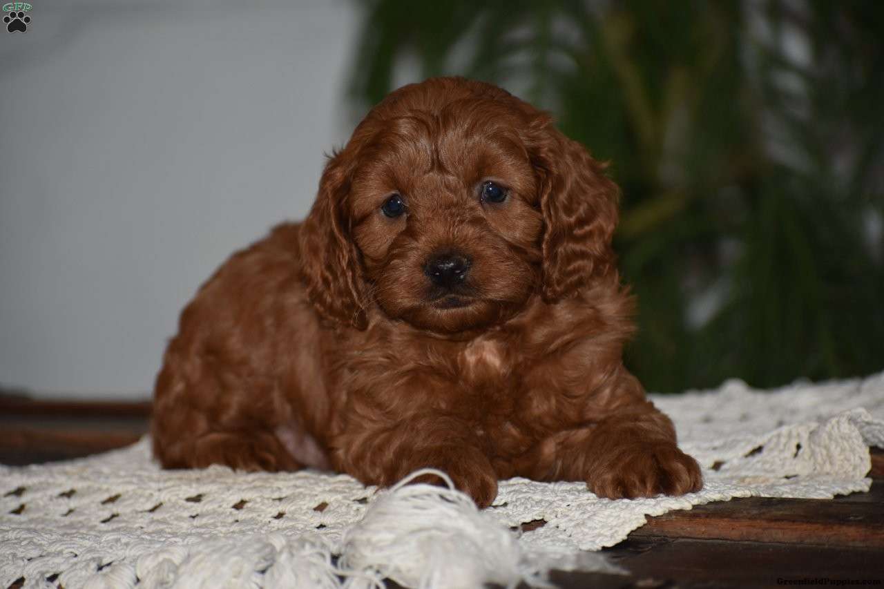 Maggie - Cavapoo Puppy For Sale in Pennsylvania