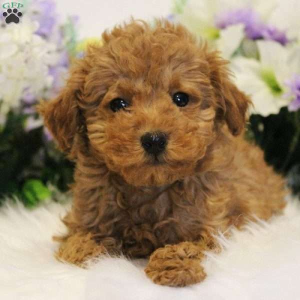 Marley, Toy Poodle Puppy