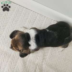 Moose, Basset Hound Puppy