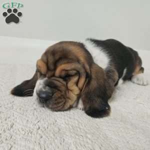 Moose, Basset Hound Puppy