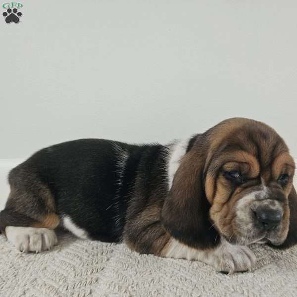 Moose, Basset Hound Puppy