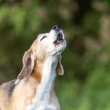 older beagle standing outside and howling