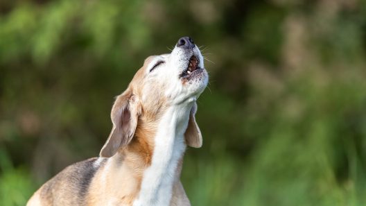How to Deal With Temper Tantrums in Dogs