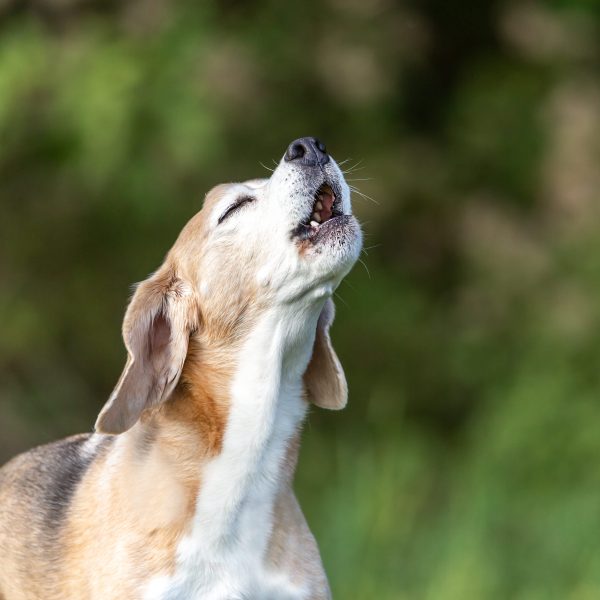 older beagle standing outside and howling