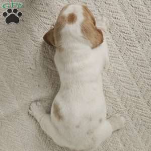 Peaches, Basset Hound Puppy