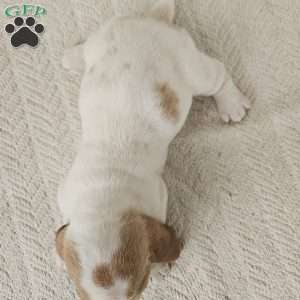 Peaches, Basset Hound Puppy