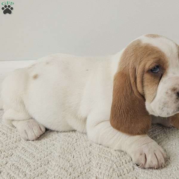 Peaches, Basset Hound Puppy
