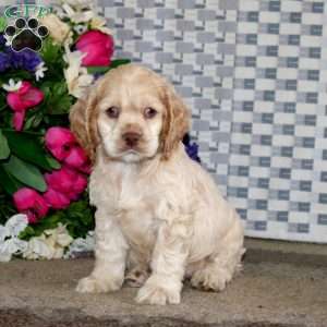 Rosie, Cockapoo Puppy