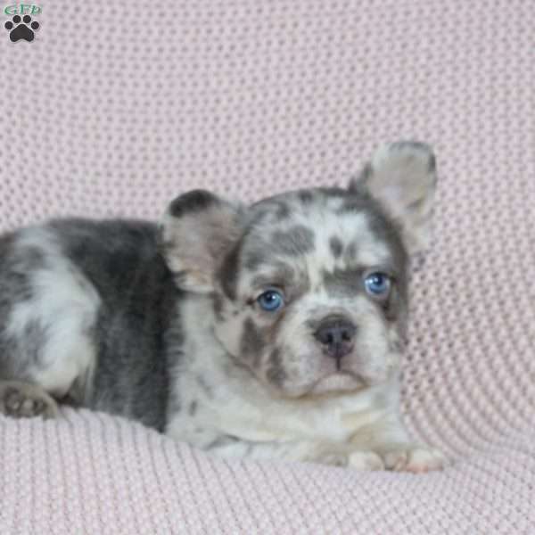 Timmy, French Bulldog Puppy