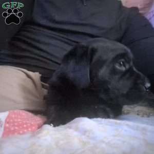 Miracle, Black Labrador Retriever Puppy