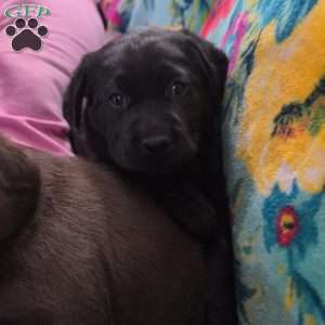 Miracle, Black Labrador Retriever Puppy