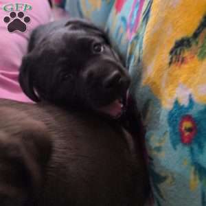 Miracle, Black Labrador Retriever Puppy