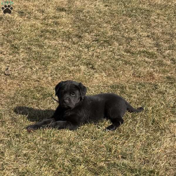Parker, Great Pyrenees Mix Puppy