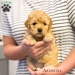 Austin, Mini Goldendoodle Puppy