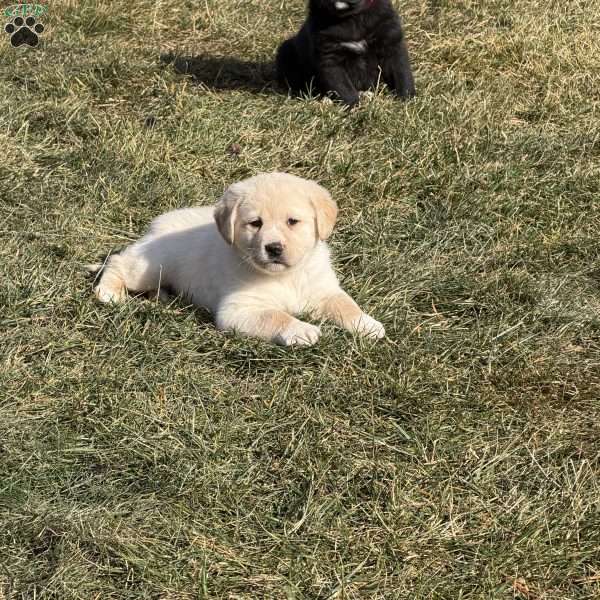 Zach, Great Pyrenees Mix Puppy