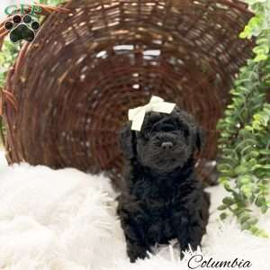 Columbia, Mini Goldendoodle Puppy