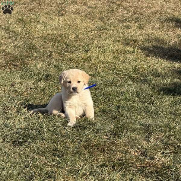 Cody, Great Pyrenees Mix Puppy