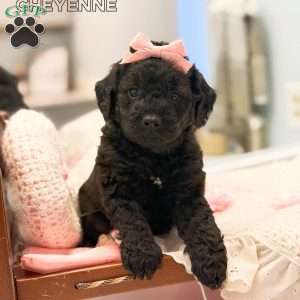 Cheyenne, Mini Goldendoodle Puppy