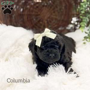 Columbia, Mini Goldendoodle Puppy