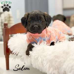 Salem, Mini Goldendoodle Puppy