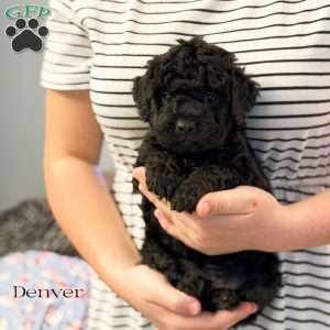 Denver, Mini Goldendoodle Puppy