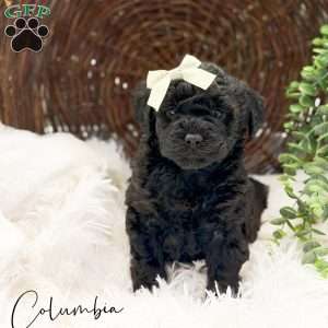 Columbia, Mini Goldendoodle Puppy