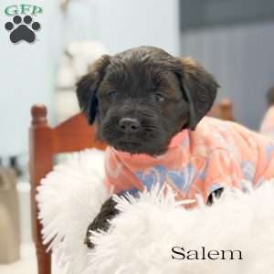 Salem, Mini Goldendoodle Puppy