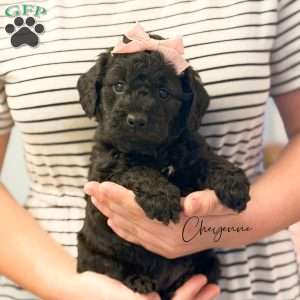 Cheyenne, Mini Goldendoodle Puppy