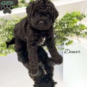 Denver, Mini Goldendoodle Puppy