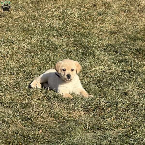 ELLA, Great Pyrenees Mix Puppy