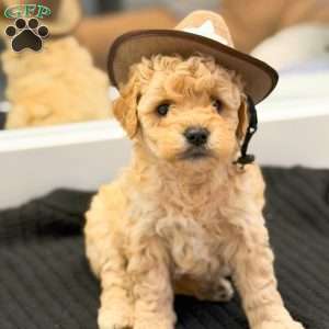 Austin, Mini Goldendoodle Puppy