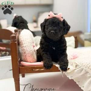 Cheyenne, Mini Goldendoodle Puppy