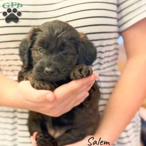 Salem, Mini Goldendoodle Puppy
