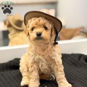 Austin, Mini Goldendoodle Puppy