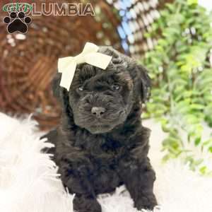 Columbia, Mini Goldendoodle Puppy