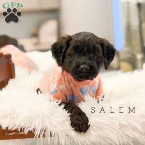 Salem, Mini Goldendoodle Puppy