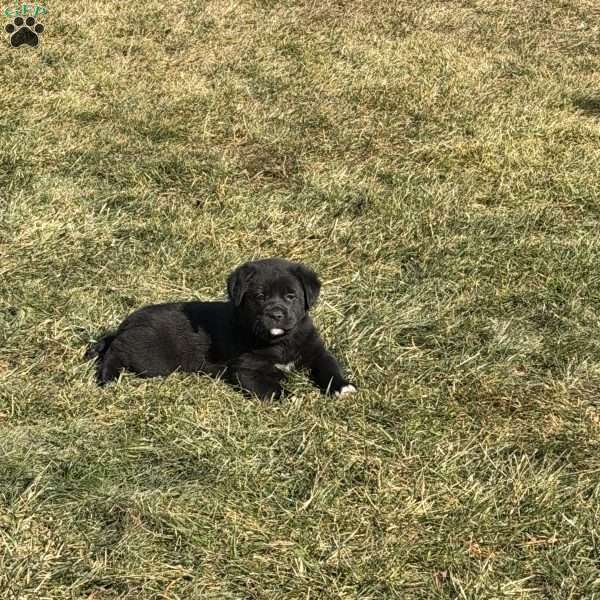 Lainey, Great Pyrenees Mix Puppy