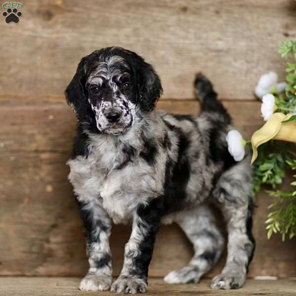 Tiffany, Standard Poodle Puppy