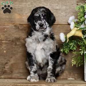 Tiffany, Standard Poodle Puppy