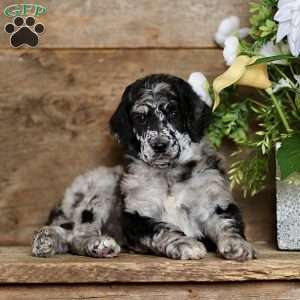 Tiffany, Standard Poodle Puppy