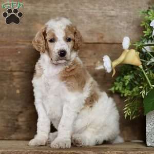 Tucker, Standard Poodle Puppy